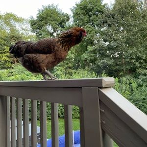 Meet your Posher, David